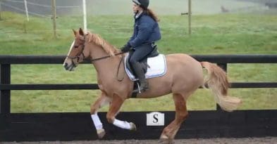 galopperen ontbinden