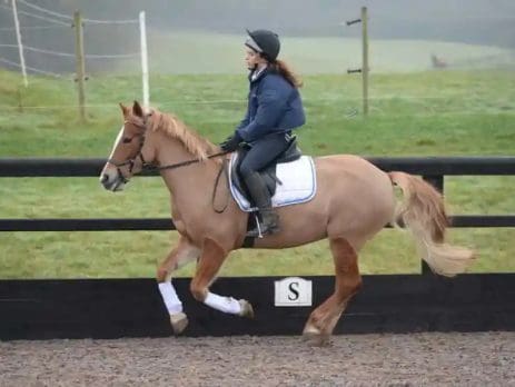 galopperen ontbinden